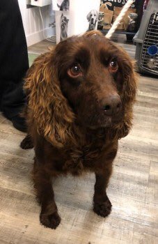 #FOUND #Cockerspaniel BELLA. now gone for preparing for new home 🐶
How has no one claimed her as theirs? Was she stolen &amp; no ones reported it? Or lost &amp; no one reported it. She's beautiful BROWN LADY older #Hayridge nr #Wells #Somerset 
doglost.co.uk/dog-blog.php?d…