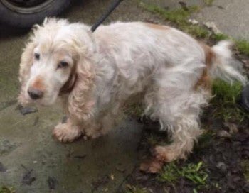 #FOUND male #Cockerspaniel 
💥💥REHOMED💥💥
But who was he 🤔28/11/18 Station Town #Durham #TS28 Lemon/orange roan 

doglost.co.uk/dog-blog.php?d…