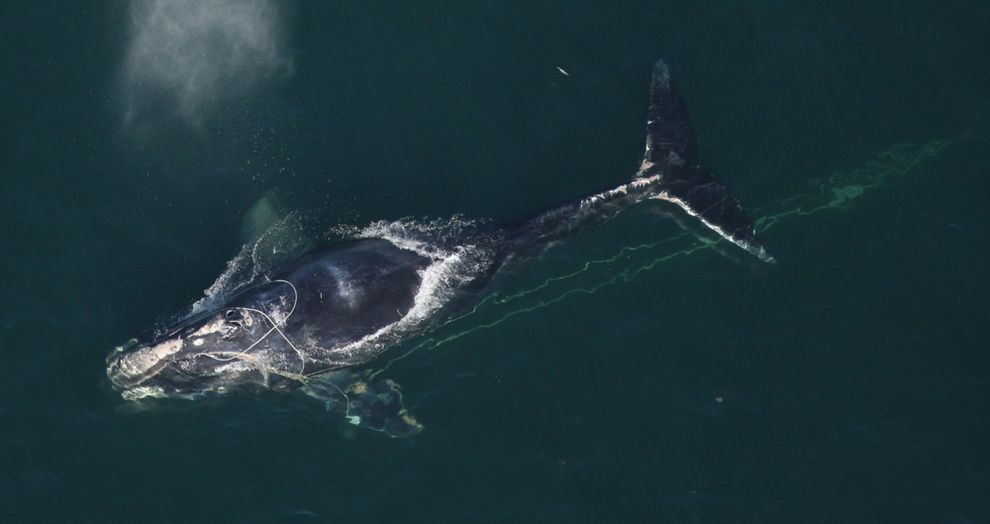 PlanetGreen's tweet photo. The North Atlantic right whale could be extinct in 20 years
https://t.co/uEFnpsuqv3 https://t.co/2tW2QKwFvN
