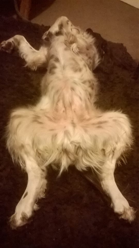 Sunday Spaniels tweet media