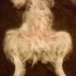 Photo by Sunday Spaniels (@SundaySpaniels)