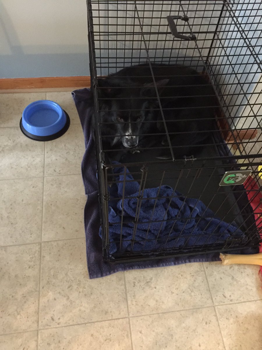 rachael_miner's tweet photo. Someone is in a pawful lot of trouble🚨 Stealing someone’s peanut butter sandwich off their plate is not ok. Neither is trying to eat the entire thing in one bite when being yelled at to drop it #baddog #butstillcute https://t.co/FFeET5bIDd