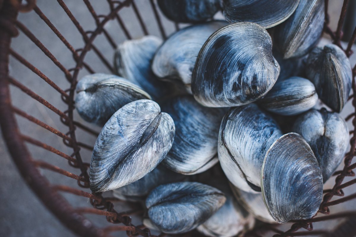 It takes a brave New Englander to venture into winter’s cold waters on the hunt for quahogs. Read all about Tess Tyler Brown's pursuit of this foraged delicacy, with photography by @CassKris - ediblenutmeg.ediblecommunities.com/things-do/hunt… #quahog #forage #winter #connecticut #ediblecommunities