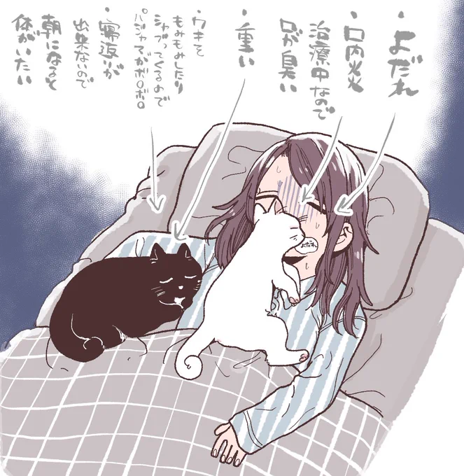 猫との生活 