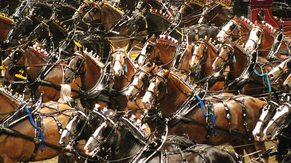 EquineMatch tweet picture