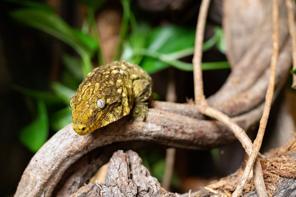 MuseumofNature's tweet photo. Come and see our New Caledonia Giant Gecko, also known as "Pickles" in Survival of the Slowest. He’s a cutie. https://t.co/MGnVWa83cF #gecko #SlothAtTheMuseum @raysreptiles https://t.co/7WuEcGwuiK