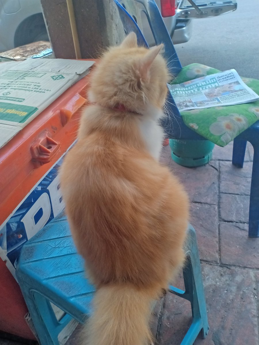 AMENDA  | รักน้ำ รักปลา รักซากุระ tweet media