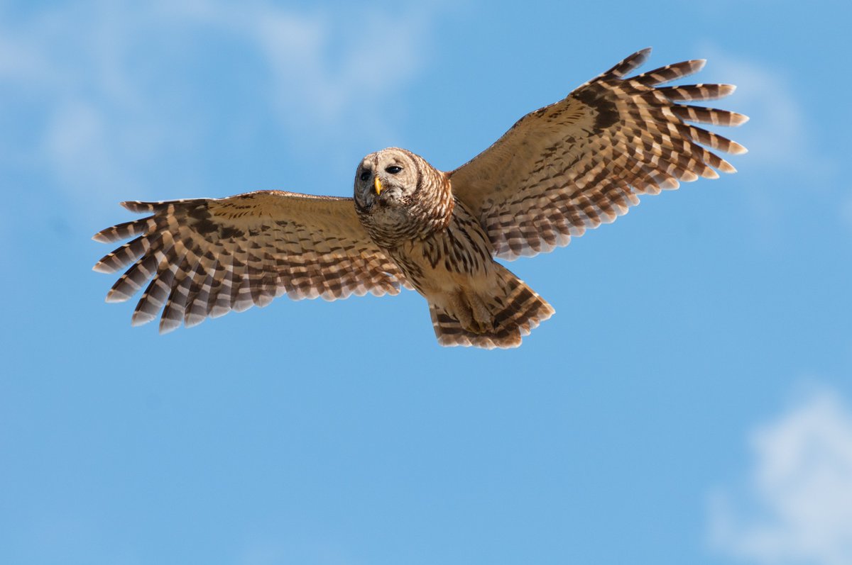 A barred owl soars through the air on a blue sky day.
