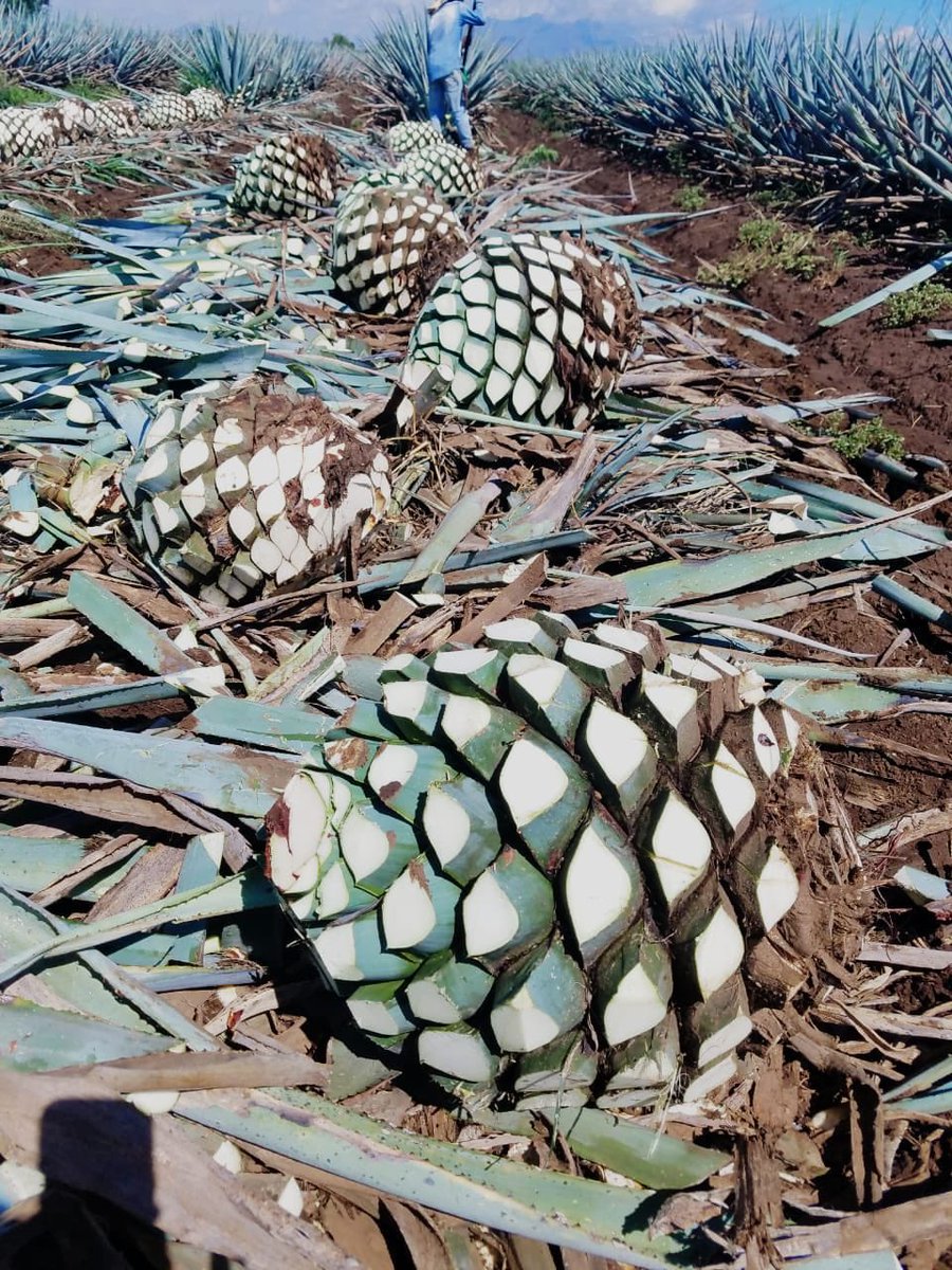 DesmadreTequila's tweet image. Happy New Year 2019, always keeping the spirit alive!!! #BeyondMemory #HappyNewYear #saludcontequila #cheers #losangeles #orangecounty #sanfrancisco #sandiego #arizona #colorado #texas #newyork #florida #miami #nevada #lasvegas #qualityoverquantity #tequila #drinkDesMaDreTequila