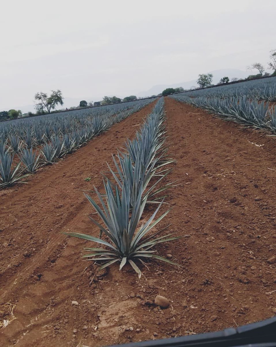 DesmadreTequila's tweet image. Happy New Year 2019, always keeping the spirit alive!!! #BeyondMemory #HappyNewYear #saludcontequila #cheers #losangeles #orangecounty #sanfrancisco #sandiego #arizona #colorado #texas #newyork #florida #miami #nevada #lasvegas #qualityoverquantity #tequila #drinkDesMaDreTequila