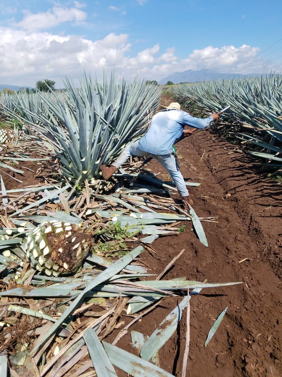 DesmadreTequila's tweet image. Happy New Year 2019, always keeping the spirit alive!!! #BeyondMemory #HappyNewYear #saludcontequila #cheers #losangeles #orangecounty #sanfrancisco #sandiego #arizona #colorado #texas #newyork #florida #miami #nevada #lasvegas #qualityoverquantity #tequila #drinkDesMaDreTequila