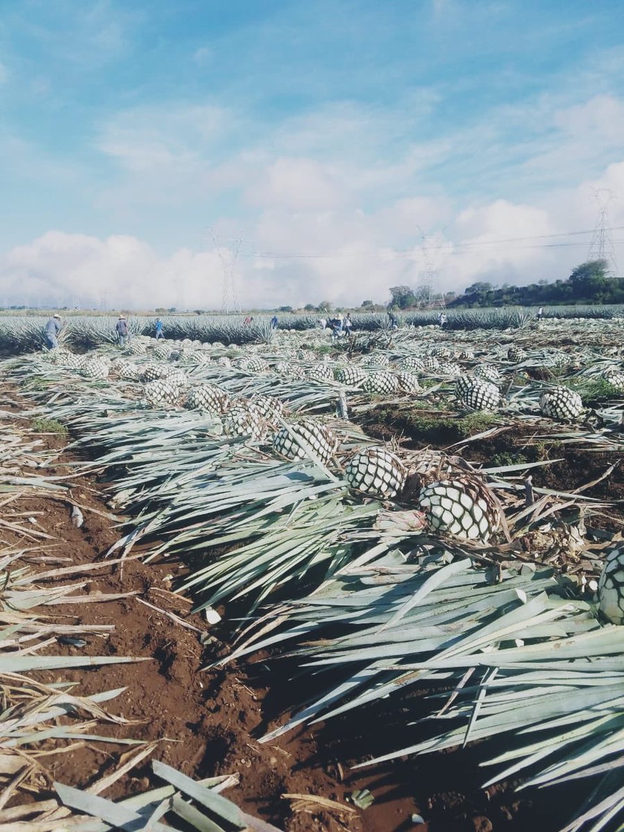 DesmadreTequila's tweet image. Happy New Year 2019, always keeping the spirit alive!!! #BeyondMemory #HappyNewYear #saludcontequila #cheers #losangeles #orangecounty #sanfrancisco #sandiego #arizona #colorado #texas #newyork #florida #miami #nevada #lasvegas #qualityoverquantity #tequila #drinkDesMaDreTequila