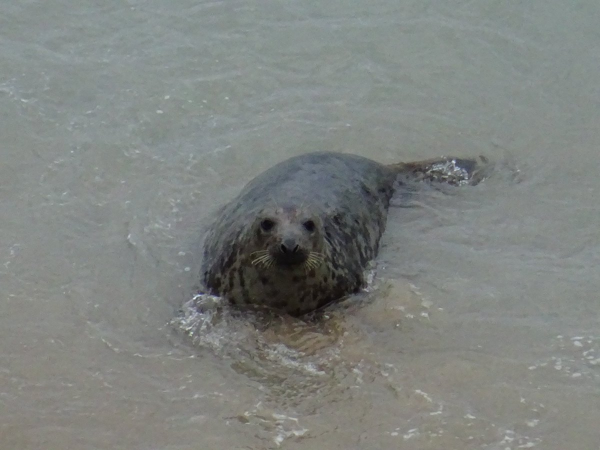 BevHunt72's tweet photo. Lots of wonderful wildlife on my #Walk17 of 50 for @HumanimalTrust today - #HolywellBay to #Crantock #Cornwall...these especially got my #seal of approval...😃😃😃https://t.co/dxBulGmP08 https://t.co/W9Ei85lVfE