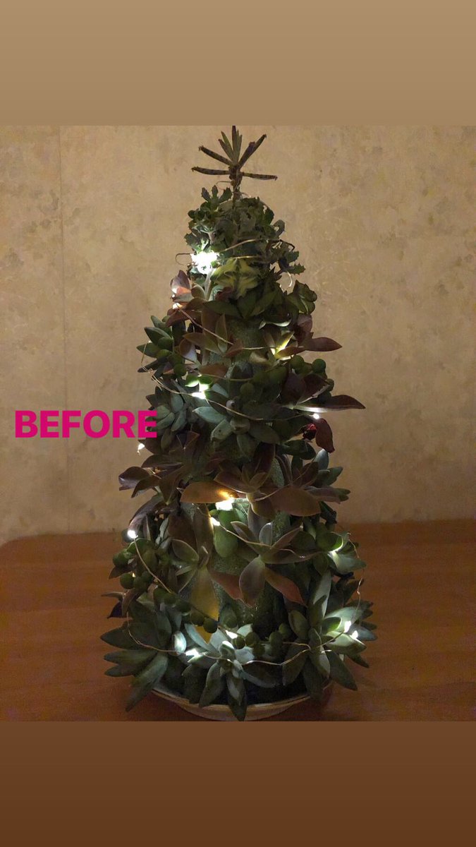 roseanne_harv's tweet photo. On Jan 1, I dismantled my succulent tree (“before”) and planted the succs in a bowl (“after”)! Ready for a year of taking root and continued thriving. #2019 #bringit #succulents #succulenttree https://t.co/gKtX7r8Rsg