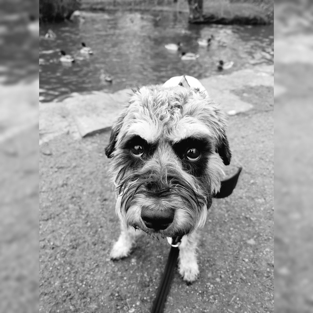Corbett_Canines tweet media
