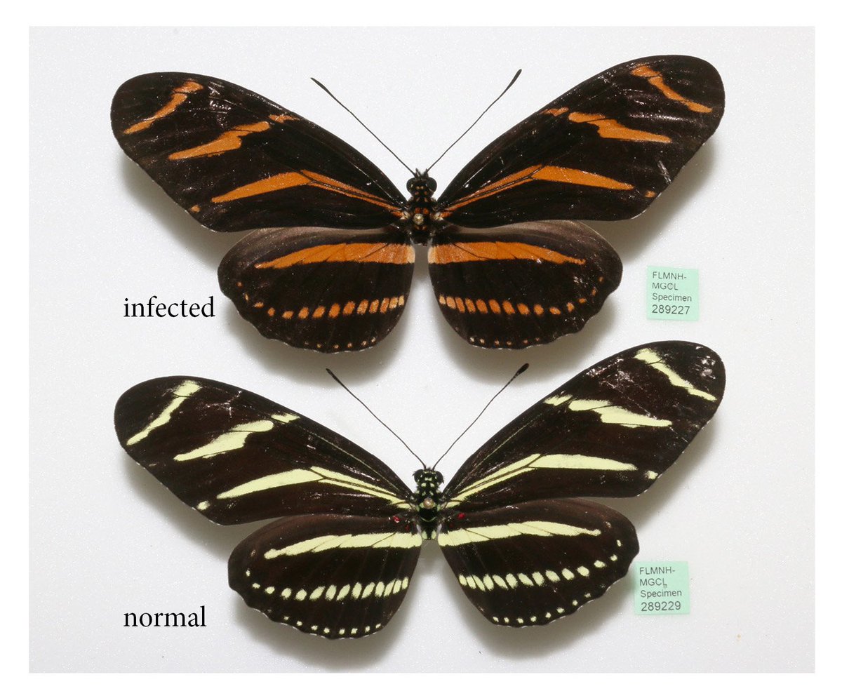 two longwing butterfly specimens