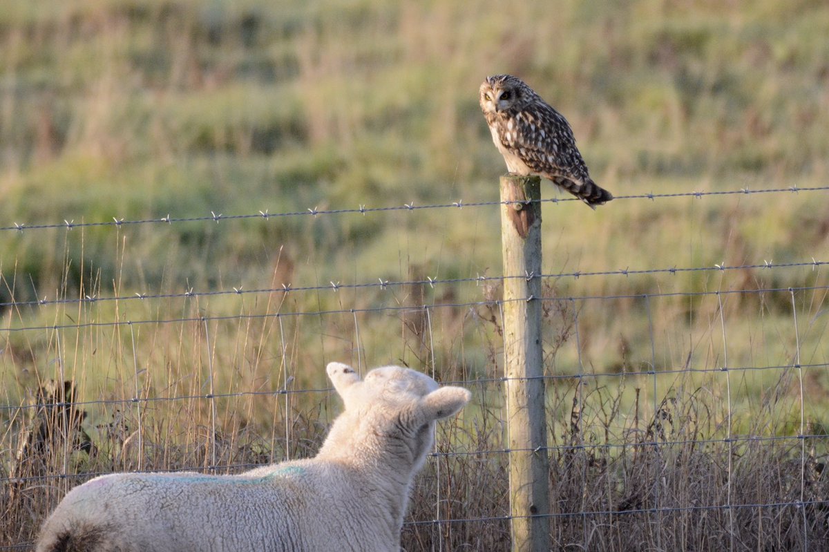 FegWitch's tweet photo. Hello, are you new here? ..... SEO at Steart this morning @RSPBSouthWest @SomersetWT https://t.co/Jsh8ZVMyUp