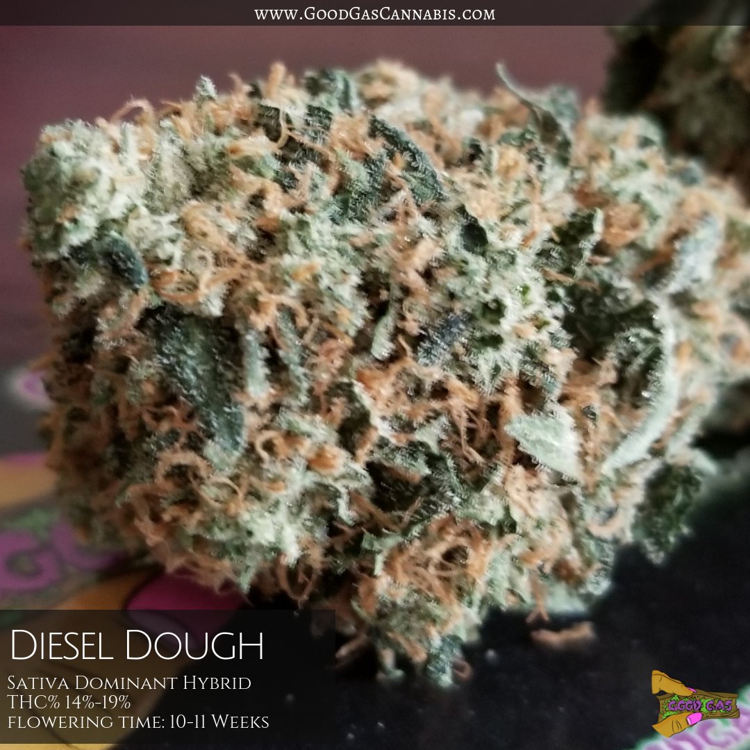 GoodGasCannabis's tweet photo. Review: Taking traits from the Do Si Do's the bud was dense and packed with resin, the taste of this strain comes from the Sour Diesel Side of the cross giving it that diesel earthy taste many are familiar with. https://t.co/acwR9T67vH