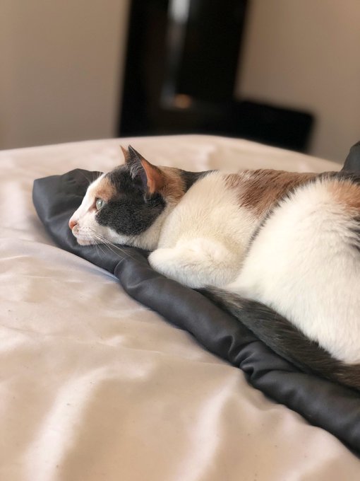 My sweet beautiful baby💙 https://t.co/Hgts2u1c08<a href="/tag/newprofilepic"class="tags"><span>#newprofilepic</span></a>