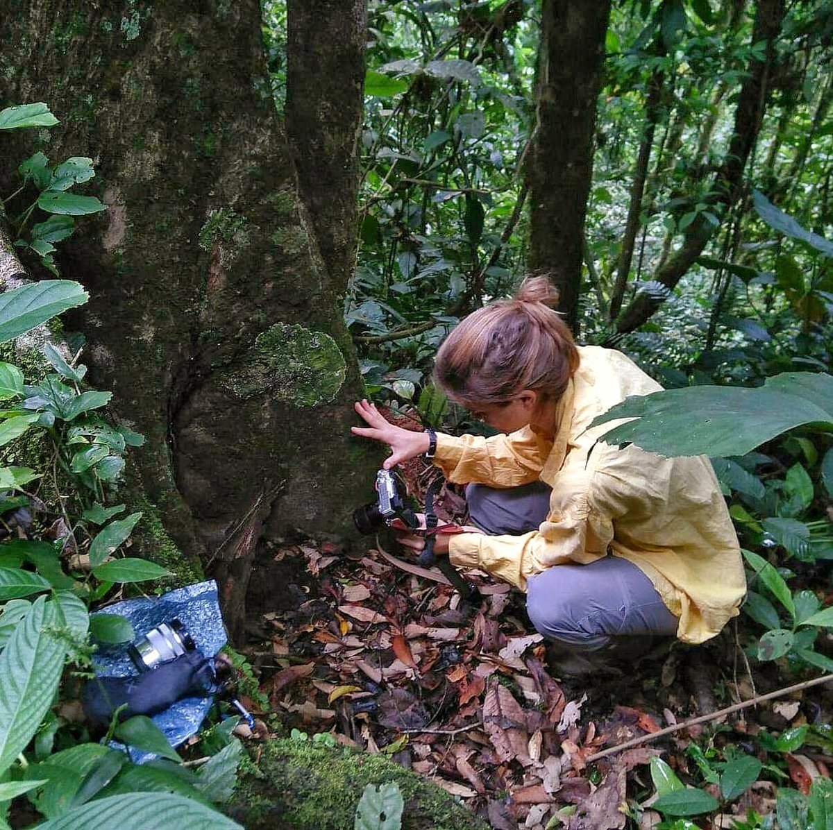 intiwarayassi's tweet photo. Es posible identificar a las especies de #abeja observando la arquitectura de sus nidos. Sigue el proyecto patrocinado por #natgeo "Descifrando el papel de las abejas sin aguijón en el bosque neotropical" https://t.co/mQ3AAMk0Q0
#CIWY #intiwarayassi https://t.co/vSUpiErtYY