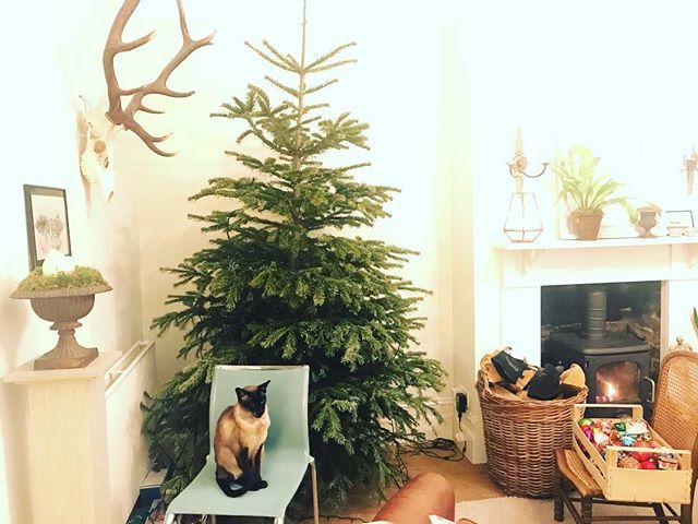 So that’s it for another year #Freddie #siamesecat #christmastree #newyear this one’s for you, Boo! @asboluv bit.ly/2AsQAWW