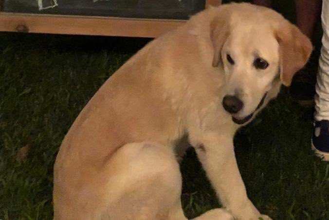 diazcecilia's tweet photo. Por favor! Buscamos a EMA! Se perdió en la mañana del 02/01/2019. Tiene 8 años, está castrada, se perdió por la zona de Barra de Carrasco. 095409899 / 099192149 / GRACIAS!!! https://t.co/9rKh01dOLo