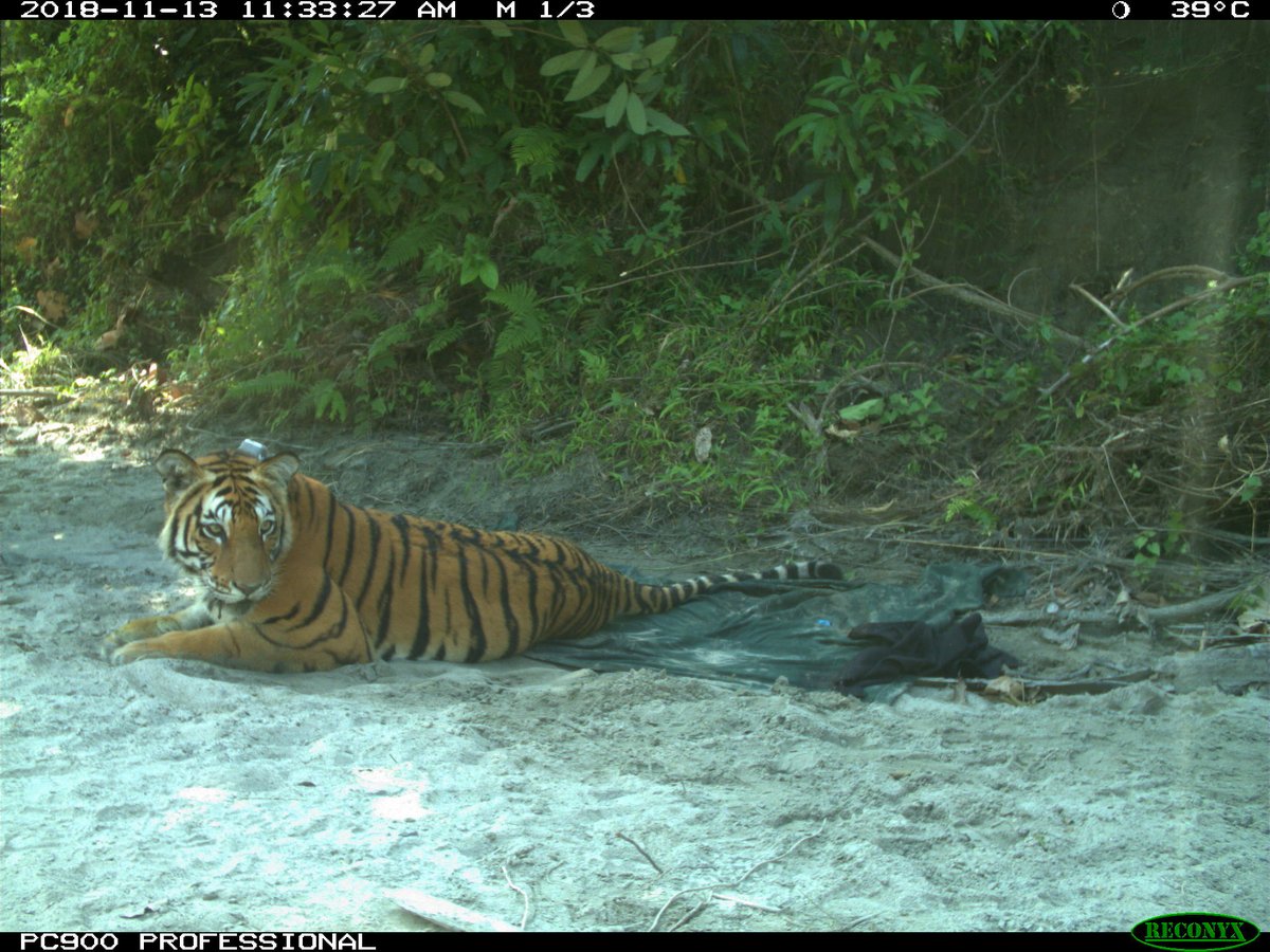 download Thucydides and Political Order: Lessons of Governance and the History of the Peloponnesian War