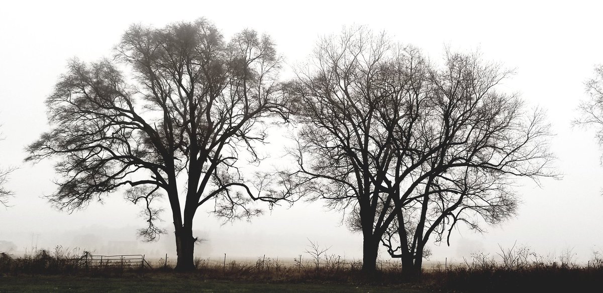 Denny_D47's tweet photo. Michigan Winter Fog https://t.co/iohw2NQt6c