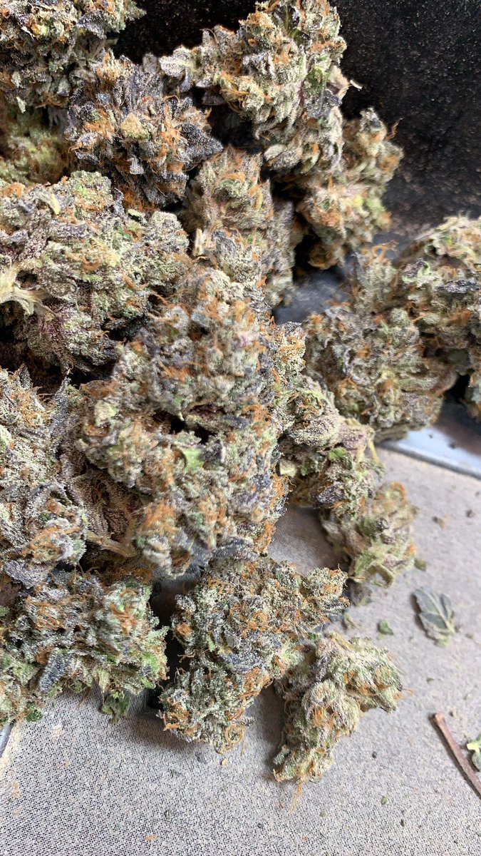 Ice cream cake 🎂 🍦 getting a fresh trim #icecreamcake #trim #freshdrops #exoticcannabis #freddysfuego