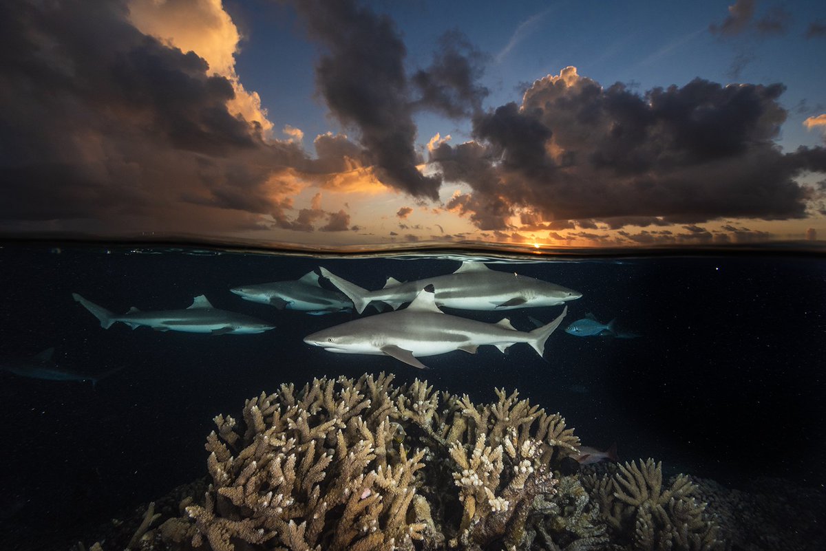 DavidDoubilet's tweet photo. Sunset Sharks & Coral Fakarava, #UNESCO Biosphere. Join us in 2019 as @jennifer_hayes1 and I explore the Kingdom of Coral for #CoralStatusScienceSolutions w/ @NatGeo https://t.co/cedUF9M8ed