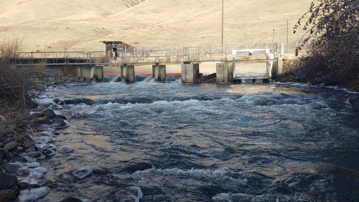 NachesSelah's tweet photo. NSID Naches River diversion passing off season flows #water #irrigation https://t.co/yVEMMNcmI8