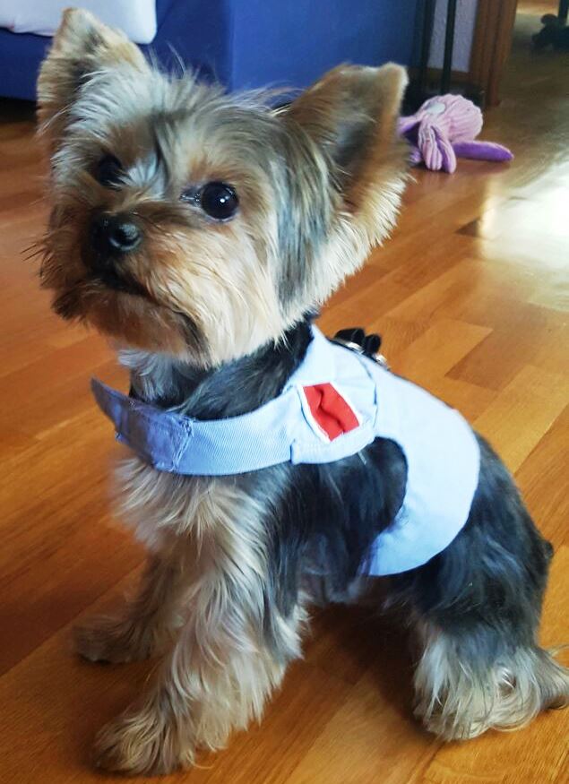 No n’hi ha prou amb què t’enamoris de mi quan em vegis. No és suficient la cara d’alegria que posarà la teva filla. Si creus que no podreu estar per mi i cuidar-me com mereixo, aquestes festes no em regalis #NoSocUnPeluix