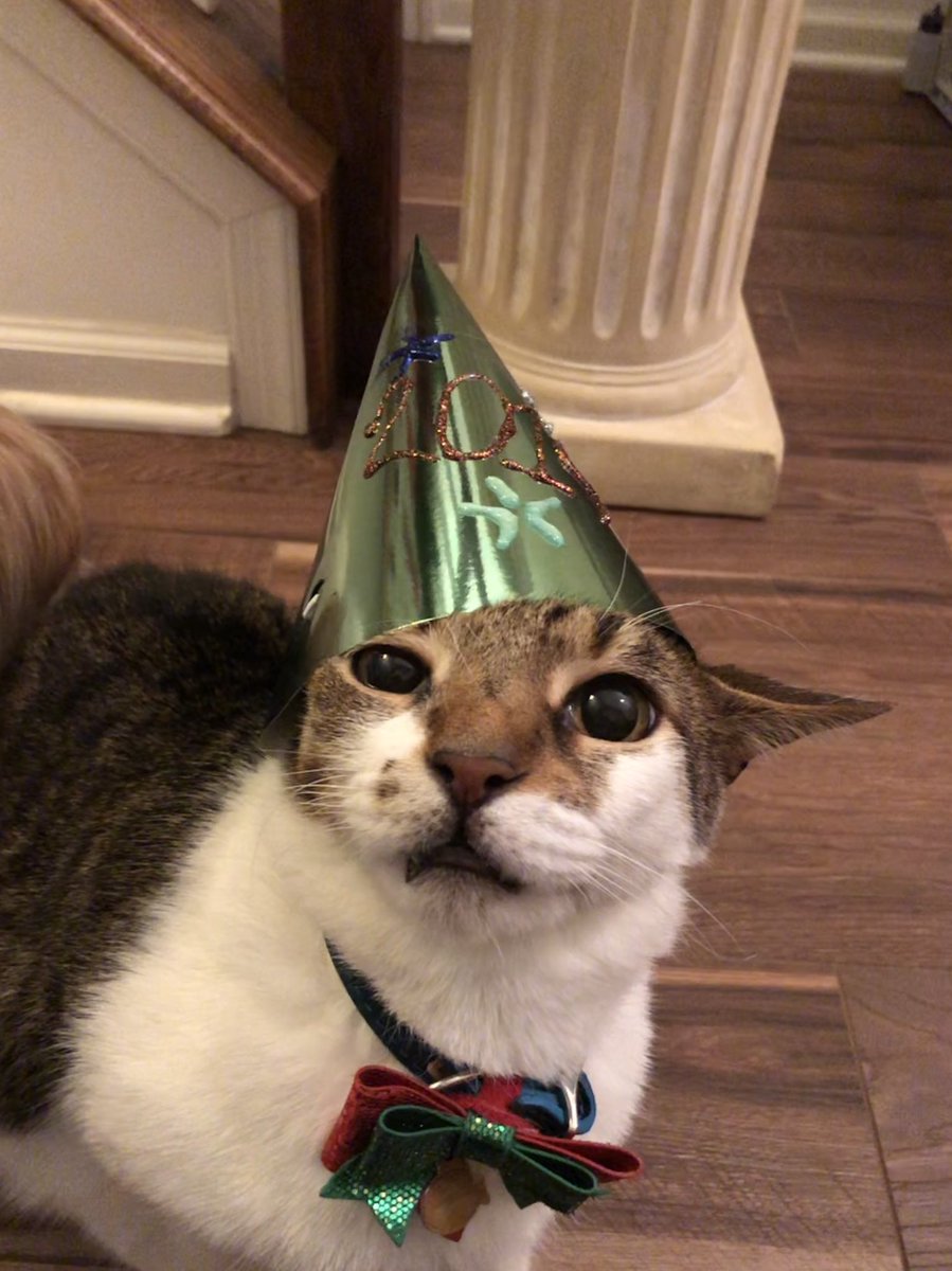 foxwithsox_'s tweet photo. *forgot to post* 
Happy New Years from my fur babes. https://t.co/It0sIvf5tw