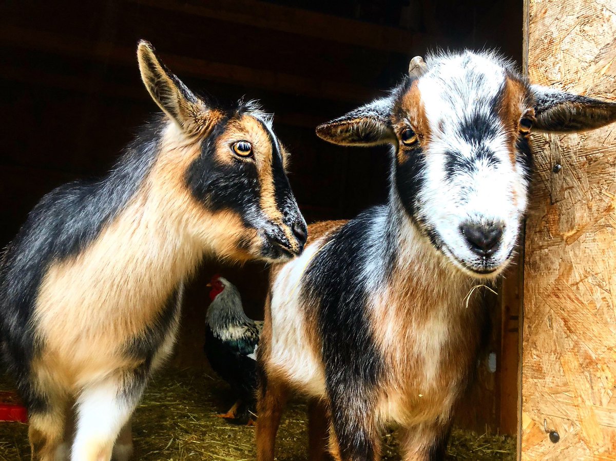 RileyFarmRescue's tweet photo. These 2😍🐐🐐 #theodorethehero & #princessclarabelle aka #thehappycouple ❤ Click https://t.co/jNeu81wofj
to see their story that made the news🙃
.
.
👋 to their sponsors @dank_a_geddon , Melissa Scher and Steve Lombardi 🌱
.
.
#rescuelife #lovestory #goatsinlove https://t.co/lBmk2E9GWz