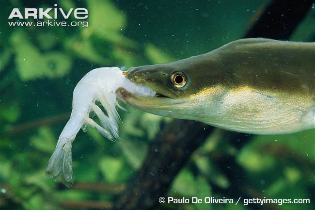 белопятнистый морской угорь. угорь озерный. рыба есть угря. угорь донской. рыба есть угря.