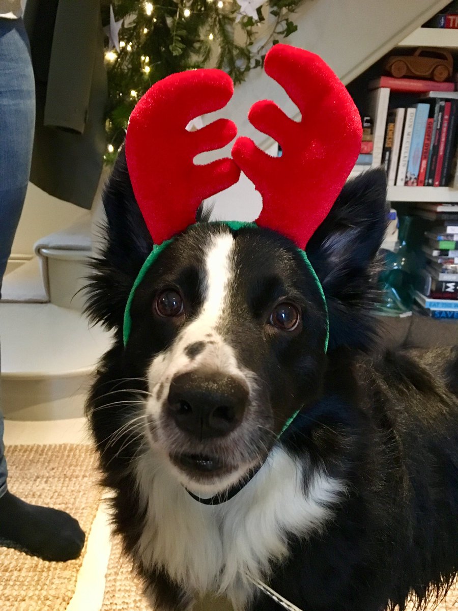 BFreeFrom_'s tweet photo. A slightly belated Happy Christmas from my biggest fan. #unconditionalove #doglove #doglovers #animal #christmasdog #gratitude #special #beauty https://t.co/OtVYqfqcS5