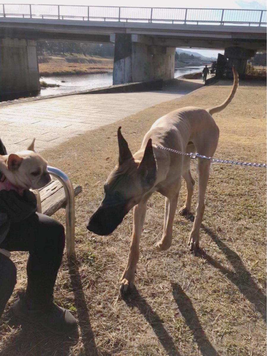 ট ইট র Manico 世界一大きな犬 グレート デーン に会いました カイザー君は まだ8ヶ月のパピーちゃんなんだって 飼い主さんに 図鑑でよく見るハグのポーズをお願いしたらこのとーり 大きいでしょ グレート デーン 京都 鴨川 フレブル 優しい