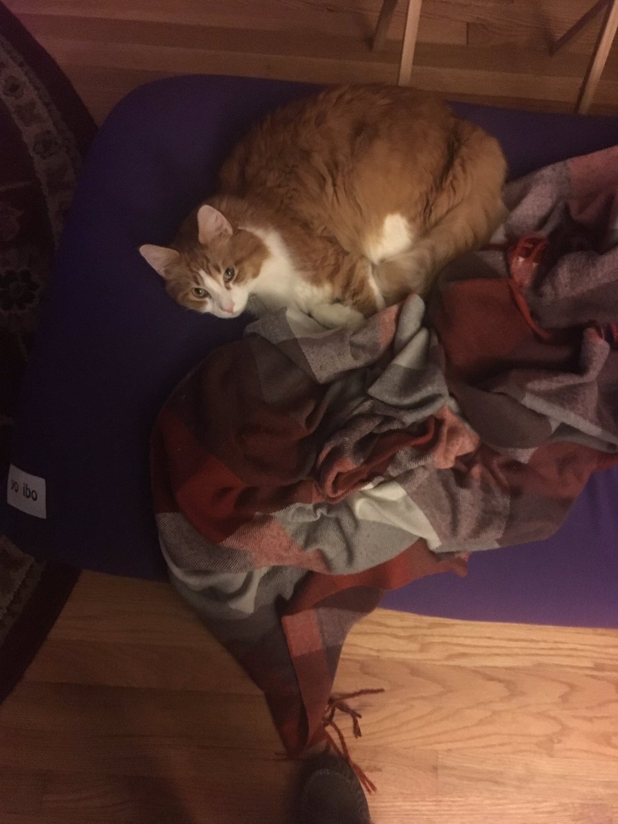 Yogibo On Twitter We Make Pet Beds Friend Not Just For Dogs