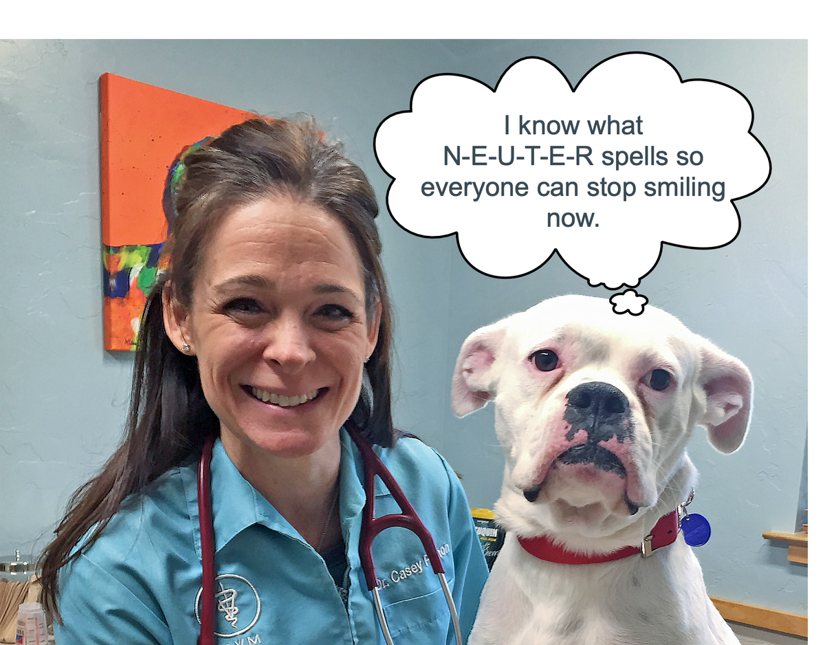 Loveable_Jake's tweet photo. #loveablejake #rescuedogs #spayneuter https://t.co/MIbXGDrQwO