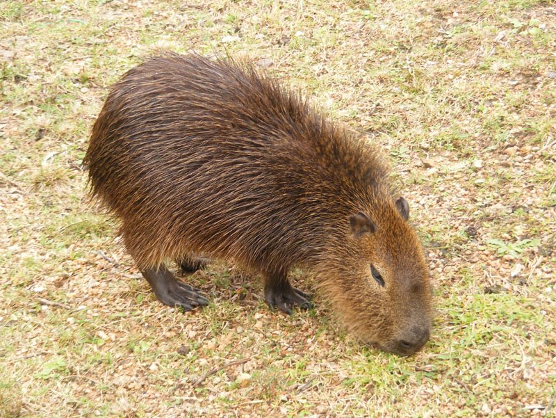 WikimediaCommon's tweet photo. Cachorro de Carpincho (Capibara), en el zoológico de Pan De Azucar, Uruguay

https://t.co/QgIDM7rKqI https://t.co/d0lS6wgcw1