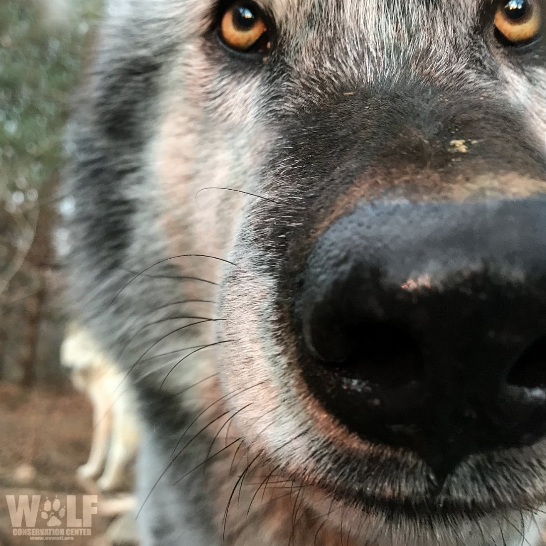 Wolf Conservation Center on Twitter: Wolf Conservation Center on Twitter:
