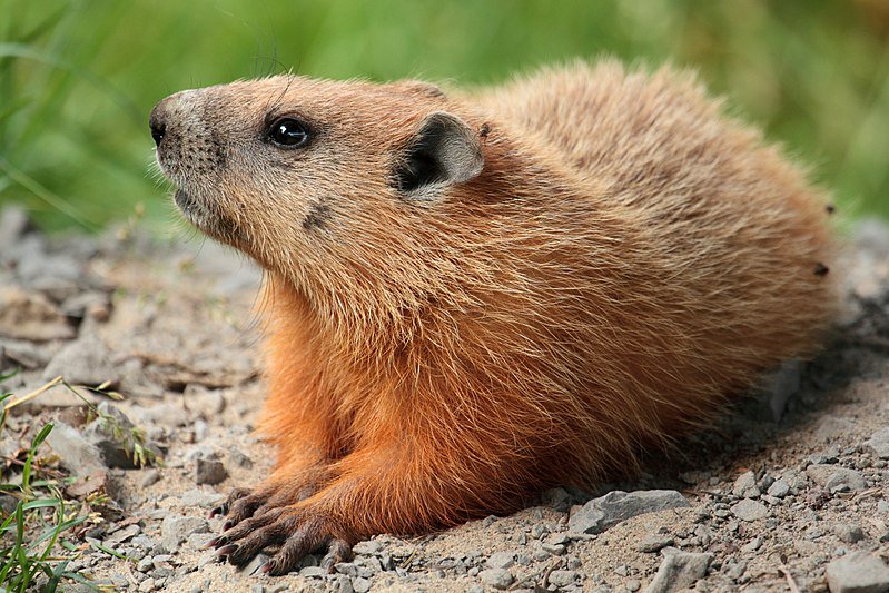 WikimediaCommon's tweet photo. Groundhog

https://t.co/kLXRKV5Fe5 #NEWMUN https://t.co/fwsd89WgHa