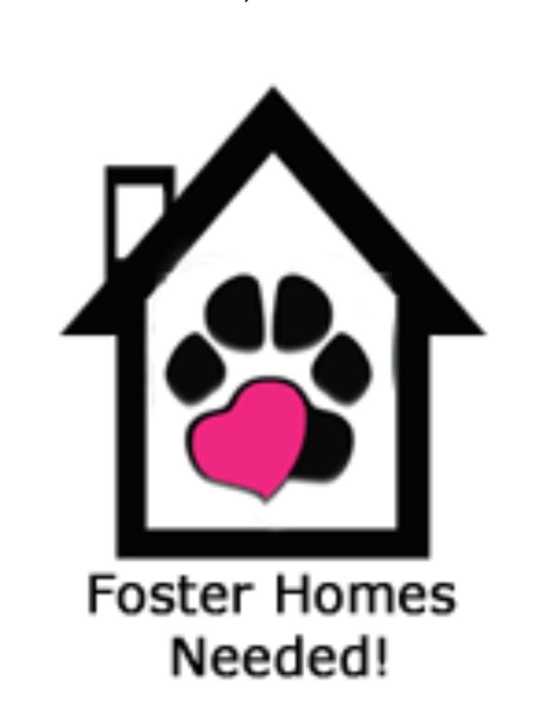 cawsab's tweet photo. Wishing everyone a happy, healthy new year! π
Why not start off your 2019 resolutions by fostering a dog or cat in need of a temporary home?
We are still in *HIGH* need of new foster homes so we can take in more animals who deserve 2nd chances! β€οΈ#yegrescue #cawsab #yeg https://t.co/ZiQwvRDwax