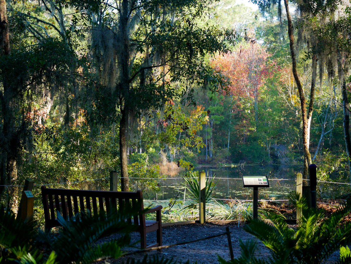 JaxArboretum's tweet photo. From the upper Lake Loop..
#JAG #aroundthelakeloop #jaxarboretum #apopofcolor https://t.co/oUW9eUZftj
