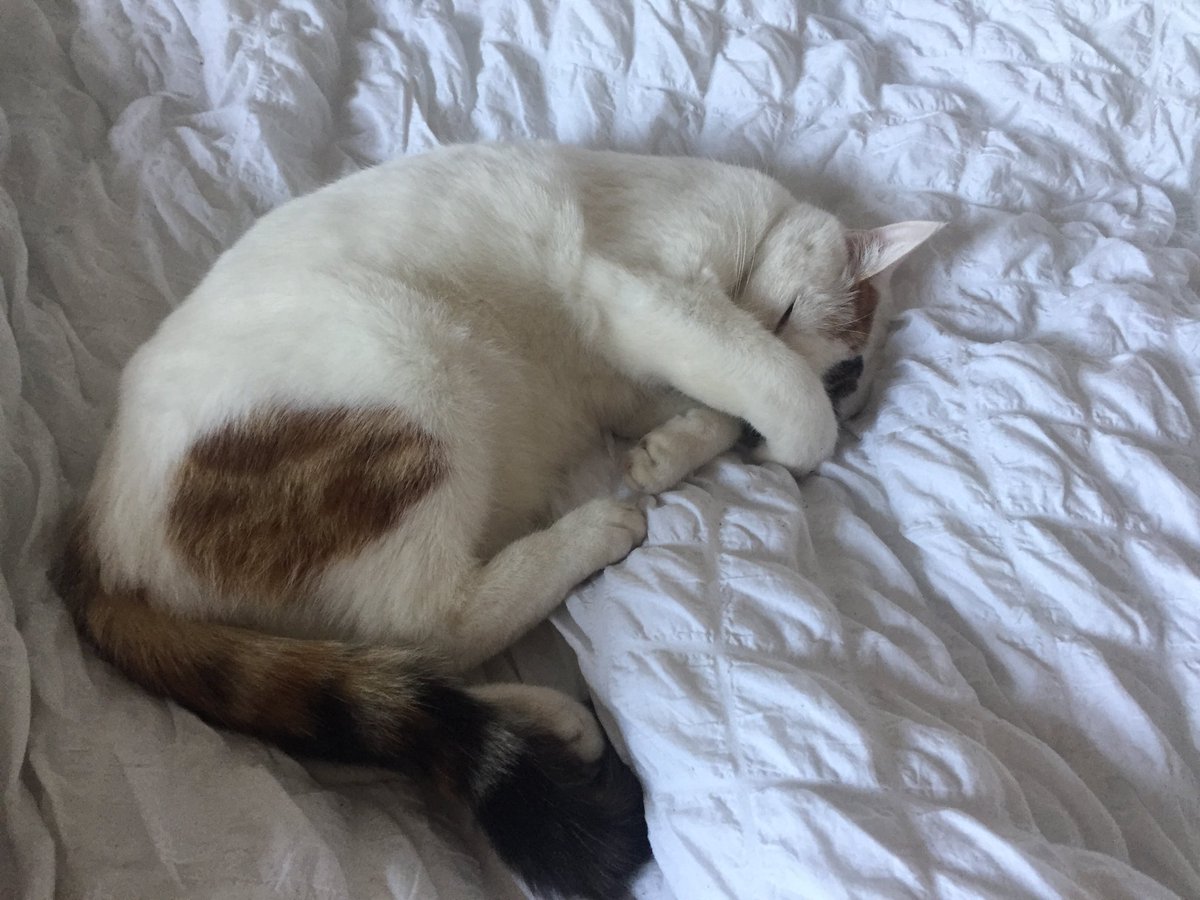 AndyWhyton's tweet photo. @JamesMoir10 @RealBobMortimer 30 years on and I still refer to our cat doing a “Greg Mitchell” when it sleeps in this position! https://t.co/RQ7zICh6WU