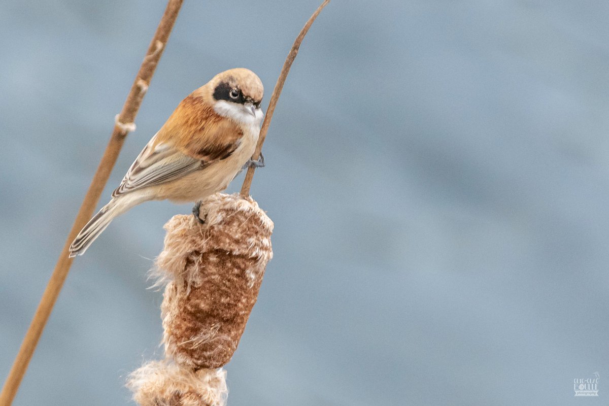Jeanpty007's tweet photo. #remizpenduline #oiseaux #birds #vogels #remiz #bestphoto https://t.co/rPIZ1kkSQo