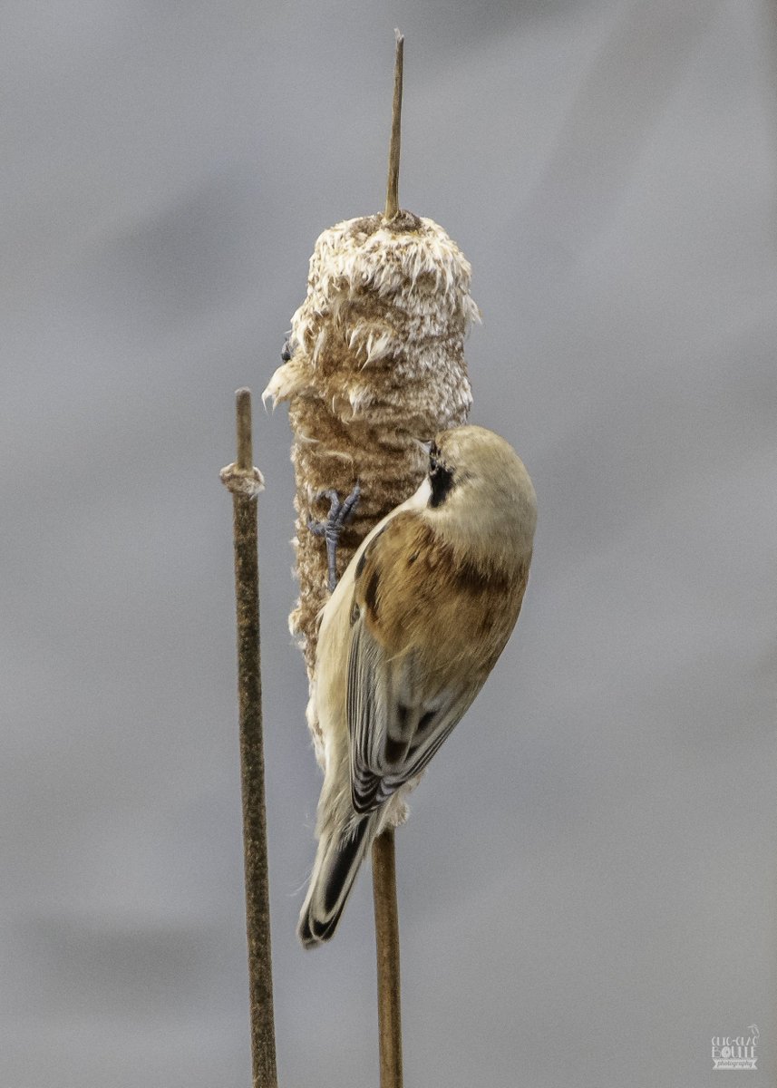 Jeanpty007's tweet photo. #remizpenduline #oiseaux #birds #vogels #remiz #bestphoto https://t.co/rPIZ1kkSQo