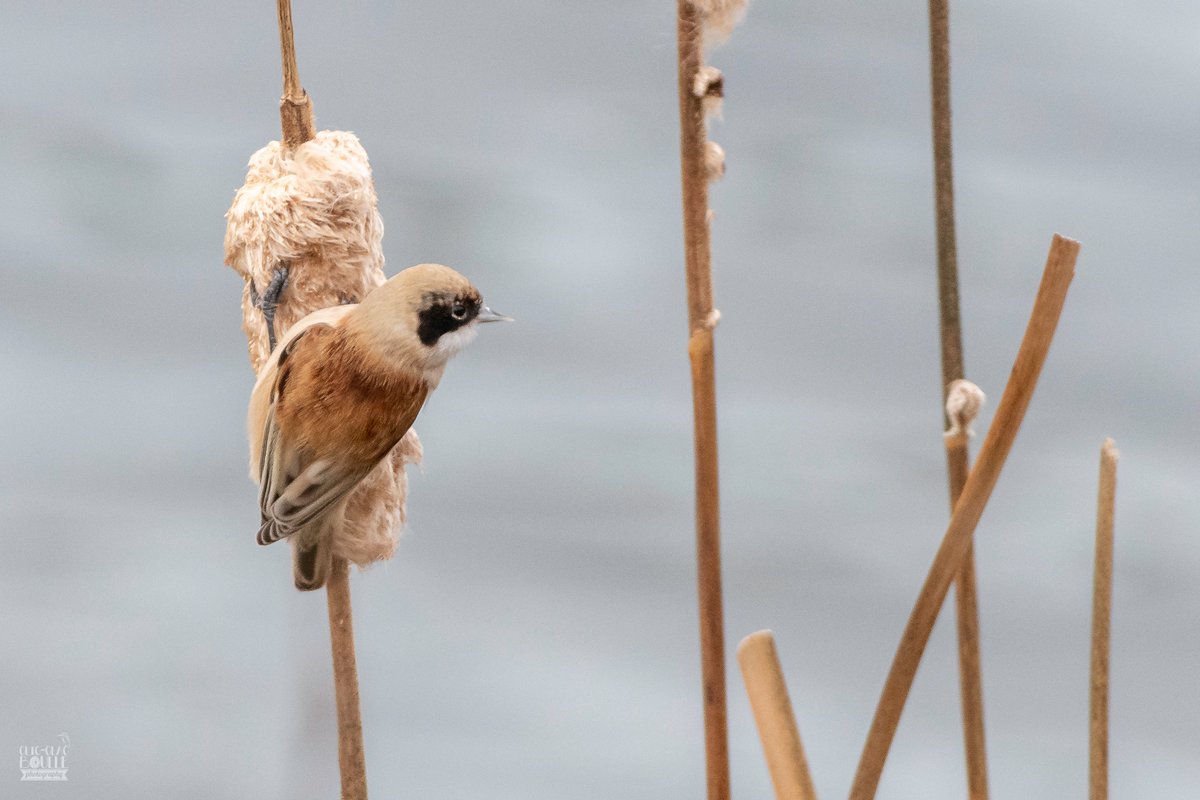 Jeanpty007's tweet photo. #remizpenduline #oiseaux #birds #vogels #remiz #bestphoto https://t.co/rPIZ1kkSQo