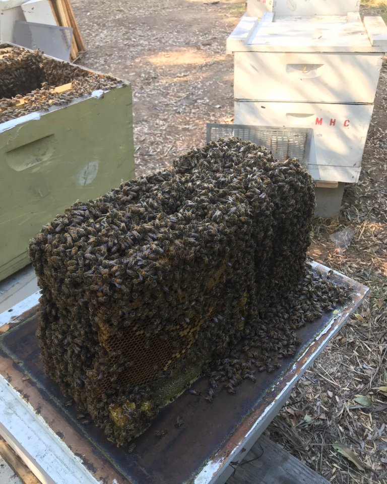 MasseyHoneyCo's tweet image. At one of our strongest #apiaries today. This hive is loaded with bees. 

 #sustainablebeekeeping #rawhoney #masseyhoneyco
