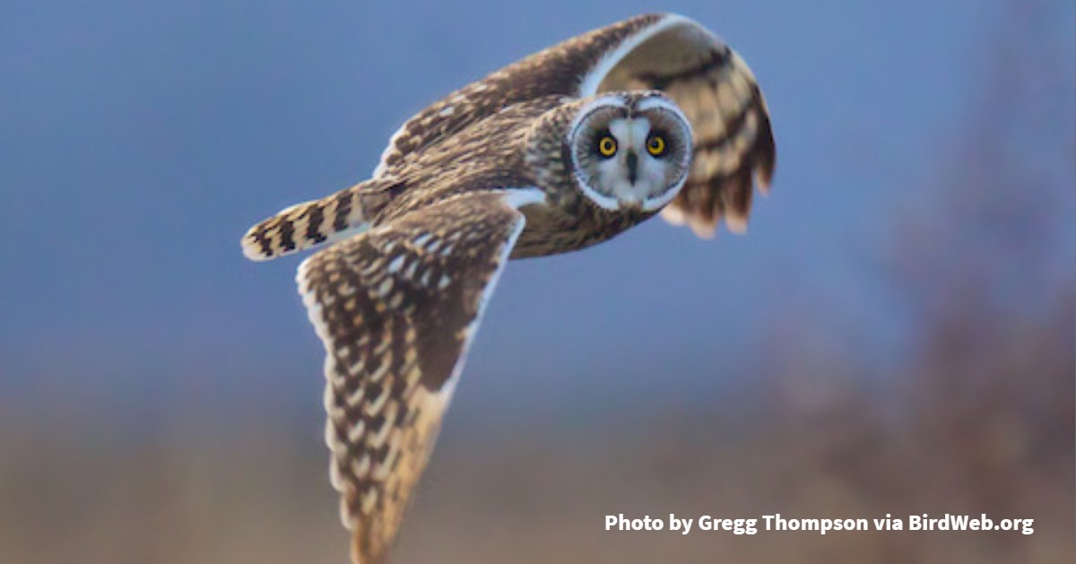 birdsconnectsea's tweet photo. This bird is our first #BirdoftheWeek of the year! Can you identify it for #WhatIsItWednesday?  #birding #HappyNewYear https://t.co/9tswfzALN2